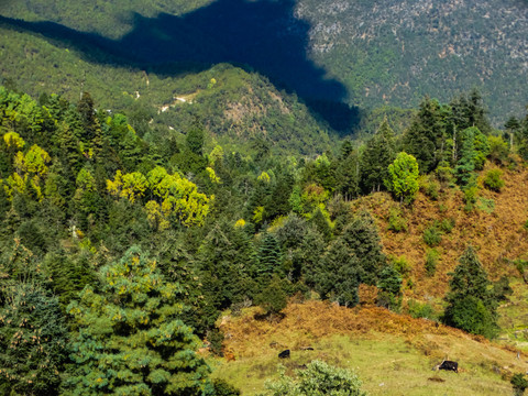 高山牧场