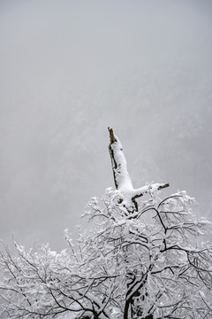 下雪时候的松树