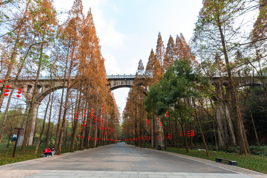 玉泉寺水杉