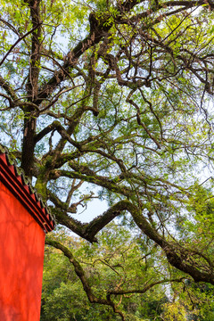 当阳玉泉禅寺