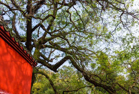 当阳玉泉寺