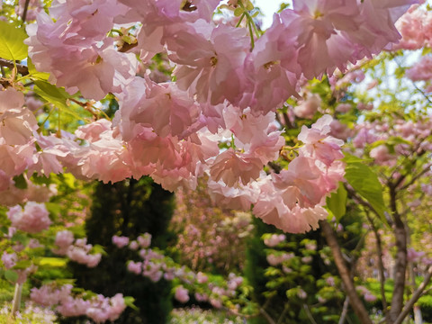 樱花