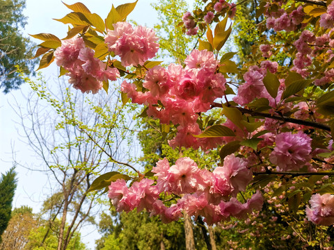 樱花