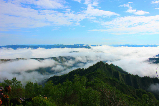 高山植被