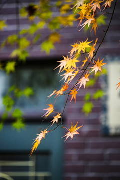 深秋的枫叶