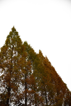 秋天红杉树