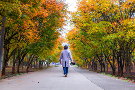 枫林小路