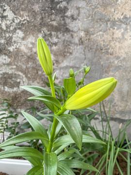 百合花花苞