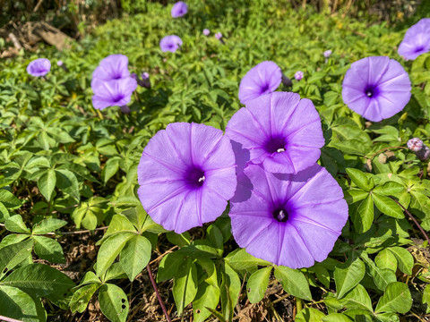 牵牛花