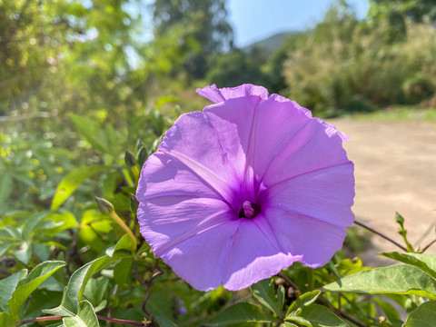 牵牛花特写