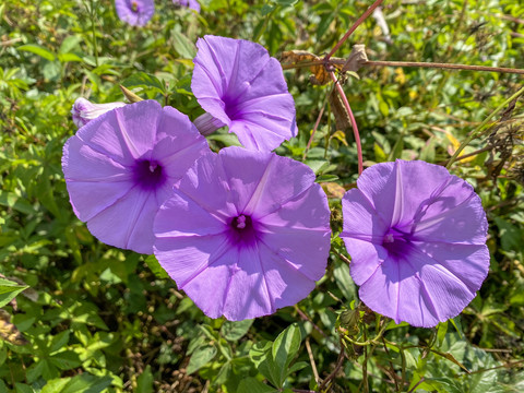 紫色牵牛花