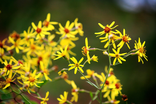 野菊花