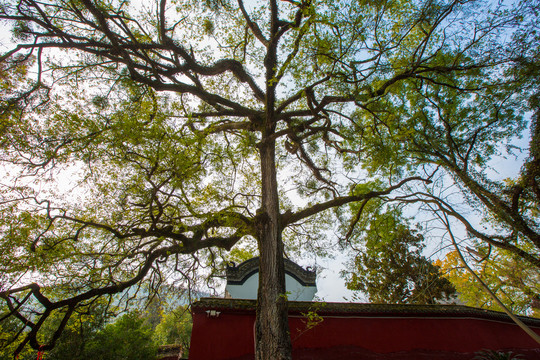 玉泉寺古树