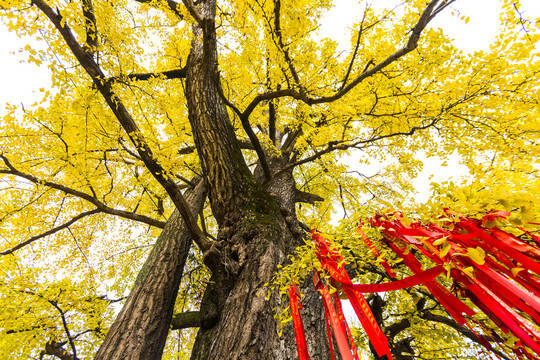 玉泉寺银杏树