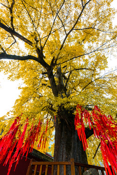 玉泉寺银杏树