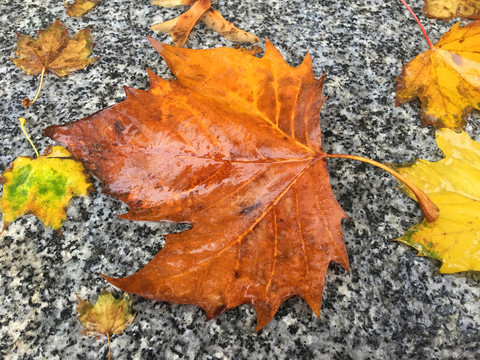 雨后落叶