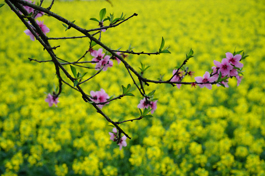 桃花