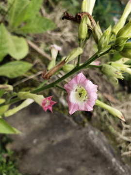 烟草种植