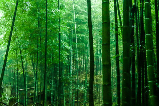 竹林風光