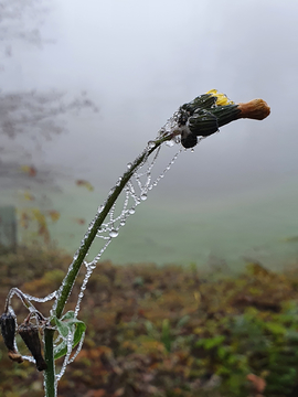 结冰植物花