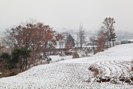 雪后田野