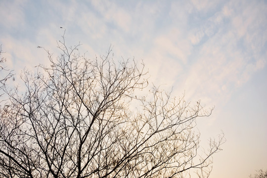 树与天空