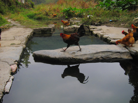 土鸡