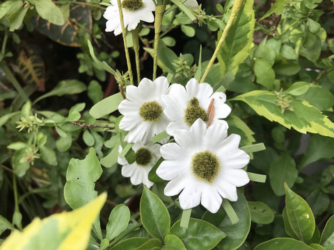 白色雏菊摄影