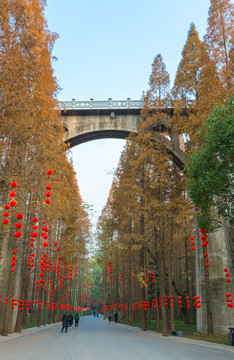 玉泉寺水杉