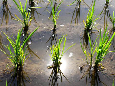 水稻植株