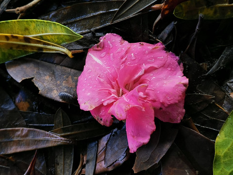 木芙蓉花