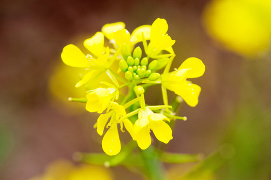 油菜花瓣