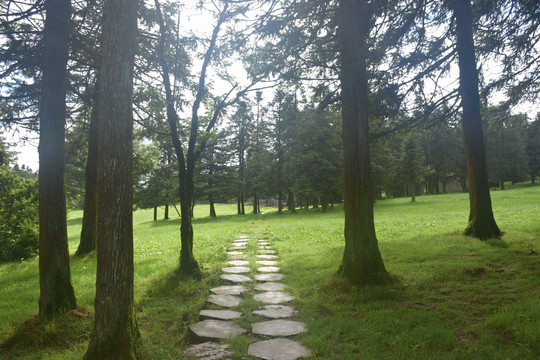 疏林草地草原景区绿地步道