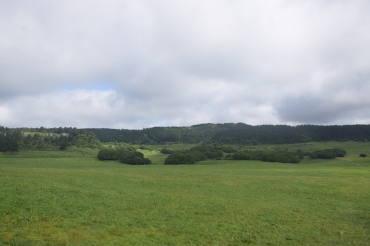 疏林草地草原景区绿地