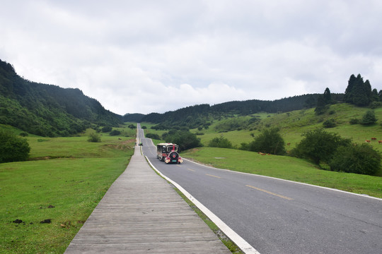 疏林草地草原景区绿地