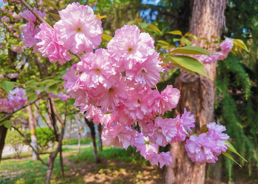 樱花