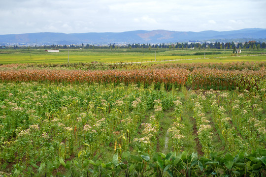 田野