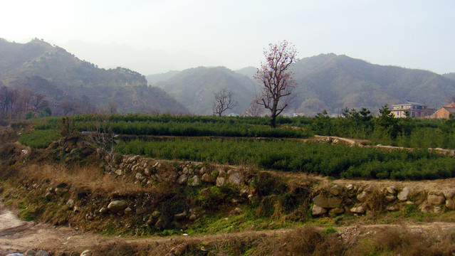 陕西蓝田岱峪口冬景