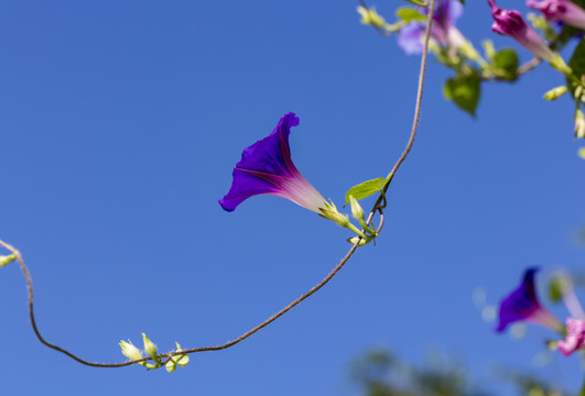 牵牛花