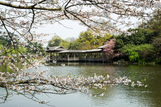 杭州花港观鱼公园春色