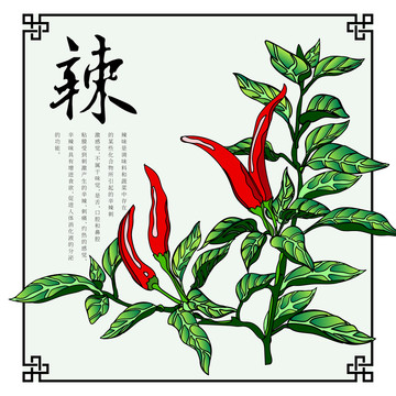 辣椒食材插画高端