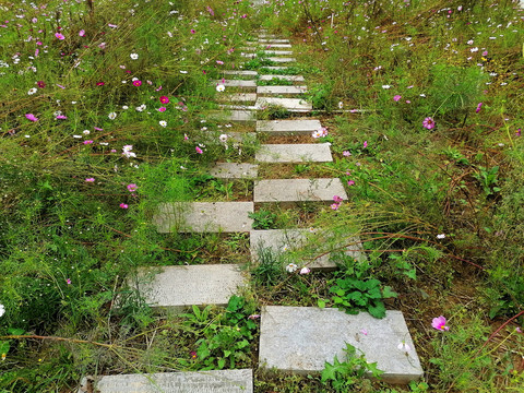 花间小路