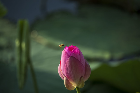 蜜蜂与荷花