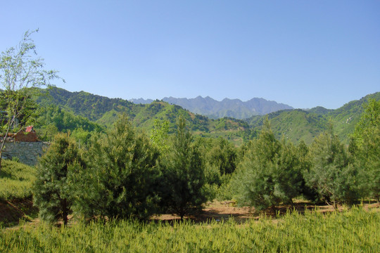 秦岭山下的白皮松种植