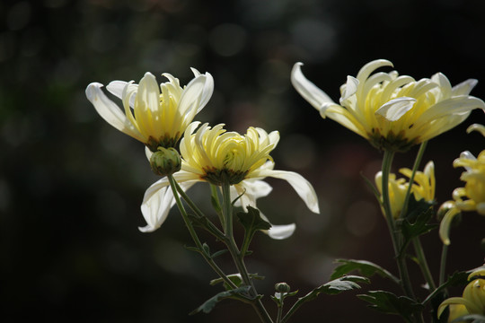 菊花盛开