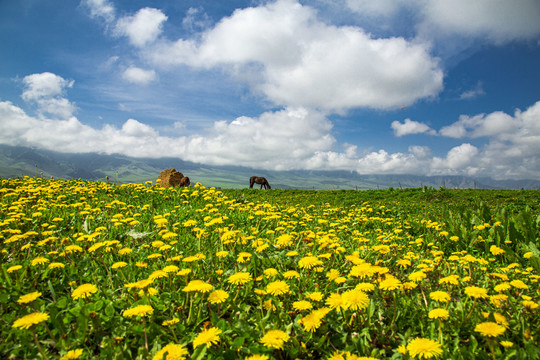 草原美景