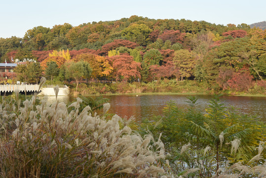 秋景芦苇湖泊