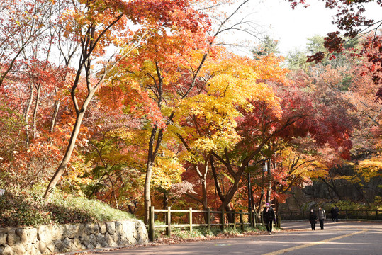 韩国秋天枫叶街道美景