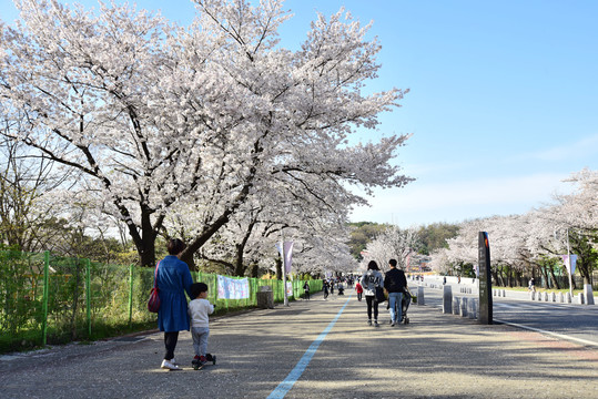 韩国樱花街道美景