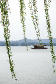 西湖春柳